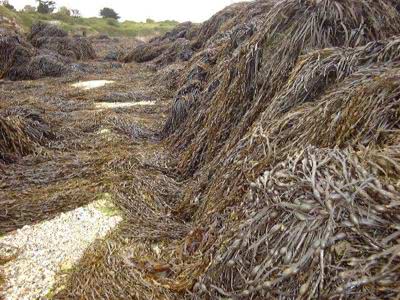 A very sheltered shore dominated by Knotted Wrack